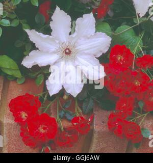 Clematis - 'Blue Moon' - - mit Rosa "Nipper" CLE069909 Stockfoto