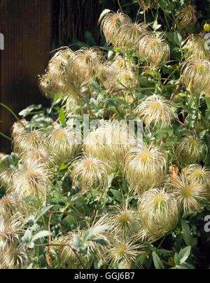 Clematis Tangutica - Köpfe mit Samen CLE074110 Stockfoto