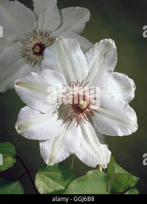 Clematis - "Miss Bateman" CLE074128 Stockfoto