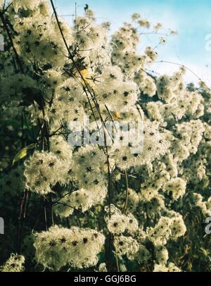 Clematis vitalba - mit Saatgut die Köpfe alten Mann Bart'' Traveller's Freude''' CLE 080837 Stockfoto