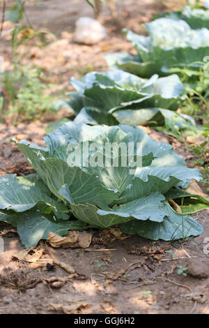 Collard oder Kohl in das Gemüse Garten, tropische Pflanze in der Küche häufig verwendet. Stockfoto