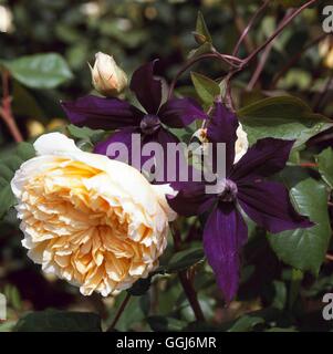 Klettern, Gärten - Clematis "Harlow Carr"- und Rosa 'Crown Princess Margareta' CLG111129 Foto Stockfoto