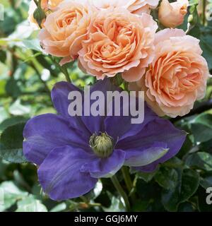 Klettern-Gärten - Clematis "Fuji-Musume" AGM durch - Rosa 'Crown Princess Margareta' AGM CLG111311 Comp wächst Stockfoto