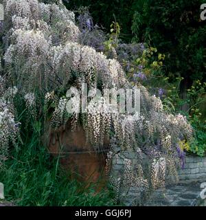 Wisteria Floribunda - 'Rosea' AGM CLS009234 Stockfoto