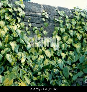 Hedera Colchica - 'Sulphur Heart' AGM - (Syn H.c. 'Paddy Pride') CLS012580 Fotos Horticultu Stockfoto