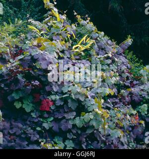 Vitis Vinifera - 'Purpurea' AGM CLS018094 Stockfoto