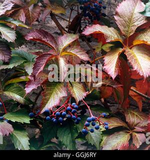 Parthenocissus Quinquefolia AGM. -Wildem CLS019418 Stockfoto