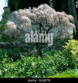 Wisteria Floribunda - 'Rosea' AGM CLS021851 Stockfoto