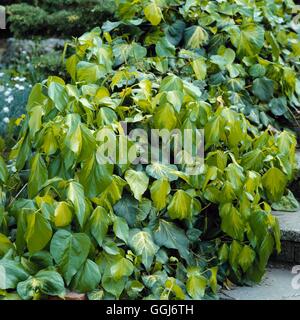 Hedera Colchica - 'Sulphur Heart' AGM (Syn H.c. 'Paddy Pride') CLS023380 Fotos Horticultura Stockfoto