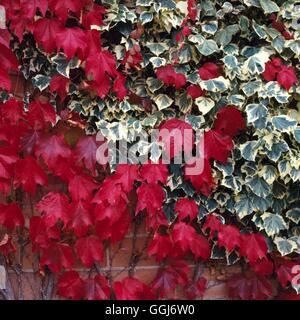 Parthenocissus Tricuspidata AGM. -mit Hedera - Boston Ivy CLS026205 /Pho Stockfoto