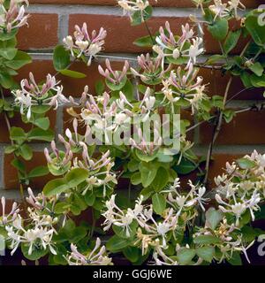 Lonicera Caprifolium AGM - Perfoliate Geißblatt CLS034784 Stockfoto