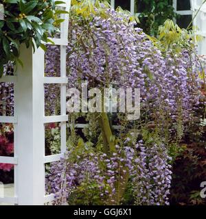 Wisteria Floribunda - "Domino" (Syn W. Sinensis 'Prematura') CLS044630 /Ph Stockfoto