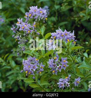 Solanum Crispum - "Glasnevin" AGM.   CLS063340 Stockfoto