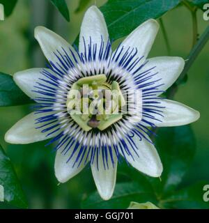 Passiflora Caerulea - Passion Flower CLS071637 Stockfoto