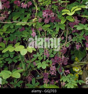 Akebia Quinata - mit seinen duftenden männlich & weiblich Blumen CLS076791 /Photosh Stockfoto