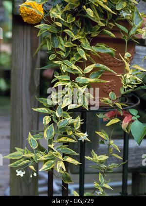 Solanum Laxum - 'Aureovariegatum' CLS091415 Stockfoto