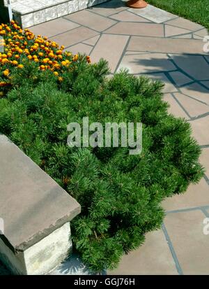 Pinus Mugo - var. Pumilio am Rand der Terrasse CON024114 Stockfoto