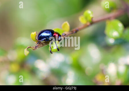 Essen ist blau Scarabaeidae auf AST Baum im Garten und Blätter zu essen. Stockfoto