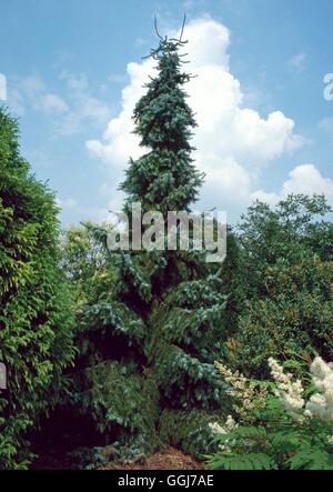 Picea Omorika - "Pendel" weinend Serbische Fichte CON055809 Stockfoto