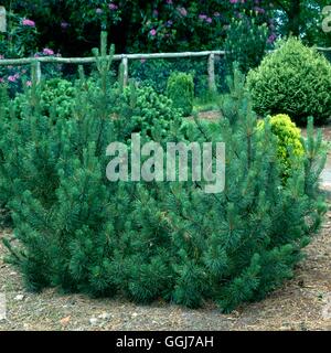 Pinus Mugo - var. Pumilio CON055881 Stockfoto