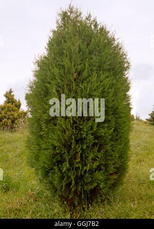 Platycladus Orientalis - (Syn Thuja Orientalis) - - chinesische Arbor Vitae CON056010 Fotos Hortic Stockfoto