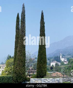 Cupressus Sempervirens - italienische Zypresse CON060019 Stockfoto