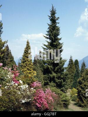 Picea Omorika AGM - Serbische Fichte CON059943 Stockfoto