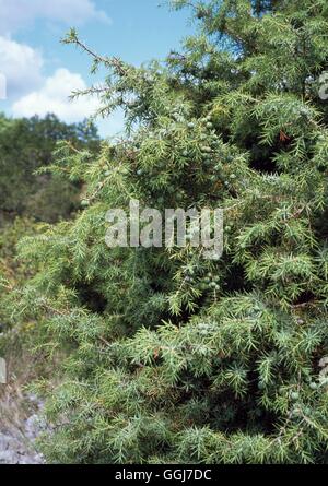 Juniperus Communis-- gemeinsame Wacholder-CON111654 Stockfoto