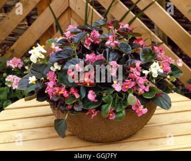 Container - Jahrbücher - bepflanzt mit Begonia Semperflorens CTR006063 zum Stockfoto