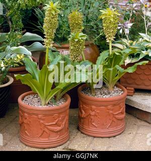 Container - Birnen - Sommer - bepflanzt mit Eucomis bicolor AGM CTR063716/p Stockfoto