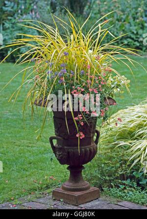 Container - Gräser - bepflanzt mit Carex Elata 'Aurea' - (bitte Kredit: Fotos Hort/Designerin Lucy Hardiman) CTR1017 Stockfoto