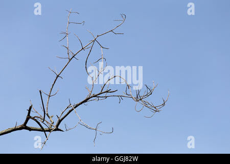 Zweige der toten Bäumen in tropischen Wäldern auf blauen Himmelshintergrund. Stockfoto