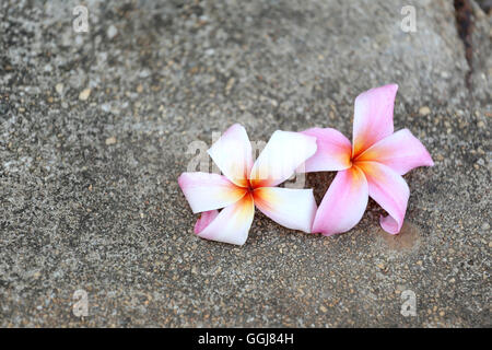 weiße Plumeria oder Frangipani Blume am Boden im Garten. Stockfoto