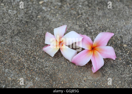 weiße Plumeria oder Frangipani Blume am Boden im Garten. Stockfoto