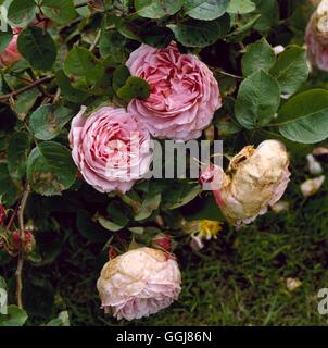 Balling - rosa 'Constance Spry' wegen des nassen Wetters.   DIS036163 /Photosho Stockfoto