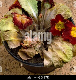 GRAU-Schimmel Botrytis Cinerea auf Primula Datum: 18.08.2008 DIS060995 Fotos Gartenbau Stockfoto