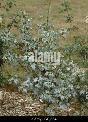 Mehltau - Feld-Ahorn - (Acer Campestre) (HDRA - Bio) DIS064097 /Pho Stockfoto