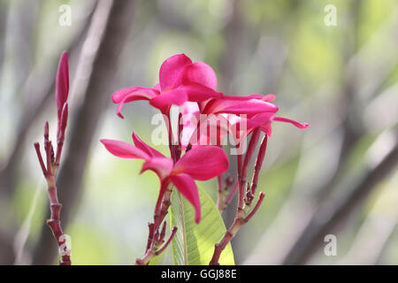 Rote Plumeria oder Frangipani Blume am Baum im Garten. Stockfoto