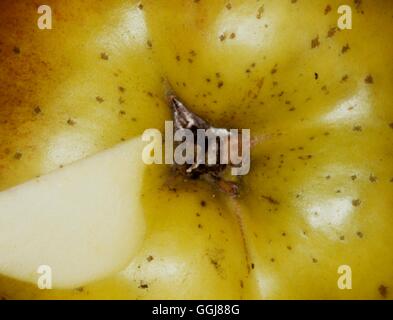 Mineralstoffmangel Kalziummangel auf Apple verursacht Zustand Bitter Pit "Datum: 28.08.2008 DIS073492 COMPULSOR" Stockfoto