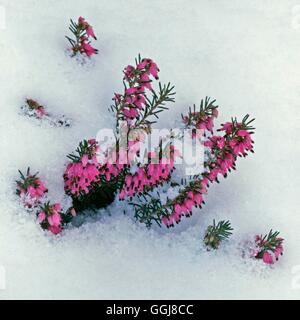 Erica Carnea - "Myretoun Ruby" AGM im Schnee ERC012043 Stockfoto