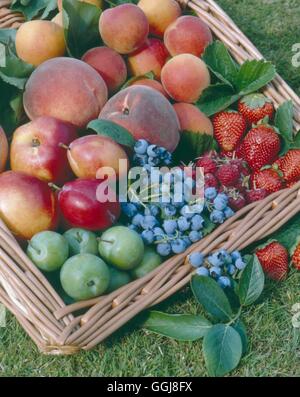 Fruit Collection - mit Erdbeeren Himbeeren Heidelbeeren Maulbeeren Victoria Pflaumen Nektarinen Pfirsiche und Aprikosen-R Stockfoto
