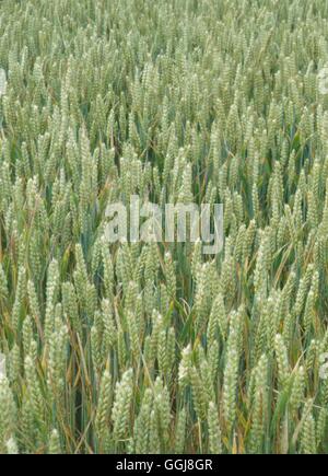 Feldfrucht - Weizen FCR070292 Stockfoto