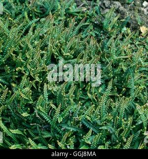 Blechnum Penna-Marina AGM FER019543 Stockfoto