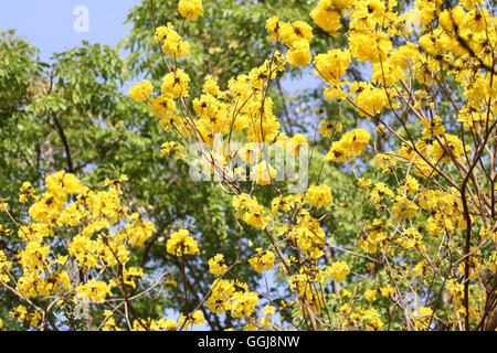 Tabebuia Spectabilis Blume oder gelb Tabebuia Blume Blüte auf Baum in den Garten, tropische gelbe Blüten eine Art aus Indien. Stockfoto