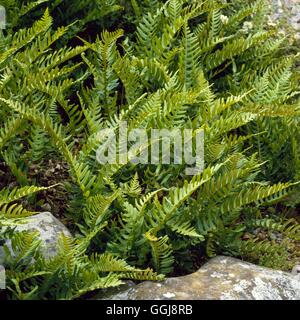 Polypodium Vulgare - gemeinsame Maisöl-FER058196 Stockfoto