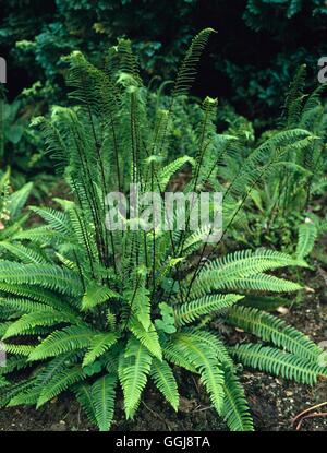 Blechnum spicant AGM - harter Farn '' Deer Fern'' ' FER078507 ' Stockfoto