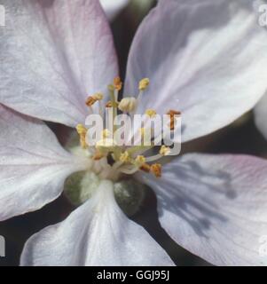 Apple Blossom-- Nahaufnahme von Malus Domestica 'Golden Delicious' AGM FRU006028 Fotos Horticult Stockfoto