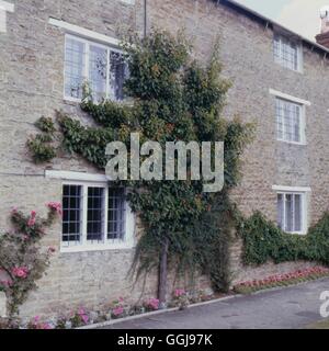 Aprikose - Moorpark auf Häuser im Dorf Aynhoe (Prunus Armeniaca) FRU015652 Fotos Ho Stockfoto