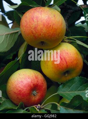 Apple - 'Sunset' AGM (Dessert) FRU017596 Stockfoto