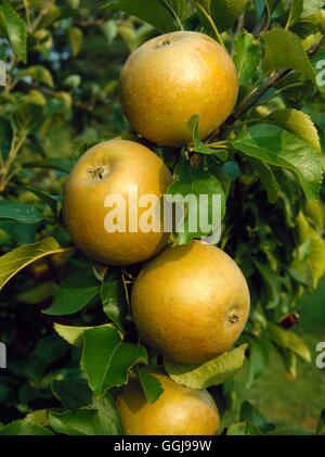 Apple - 'Egremont Russet' AGM (Dessert) FRU026368 Stockfoto